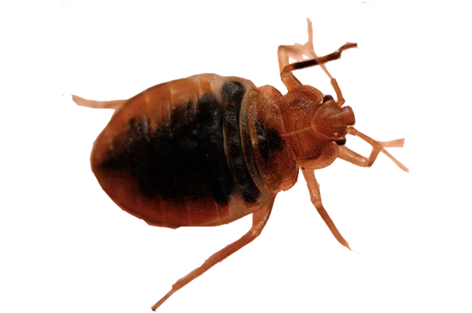 Home Bug Hounds, LLC Bed Bug Locating Service